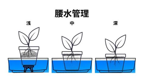 腰水 意思|Re: [問題]腰水